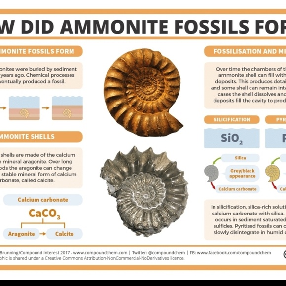 Ammonite Fossil Earrings - Picture 5 of 5